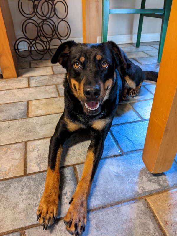 Safe Dog in Houston, TX