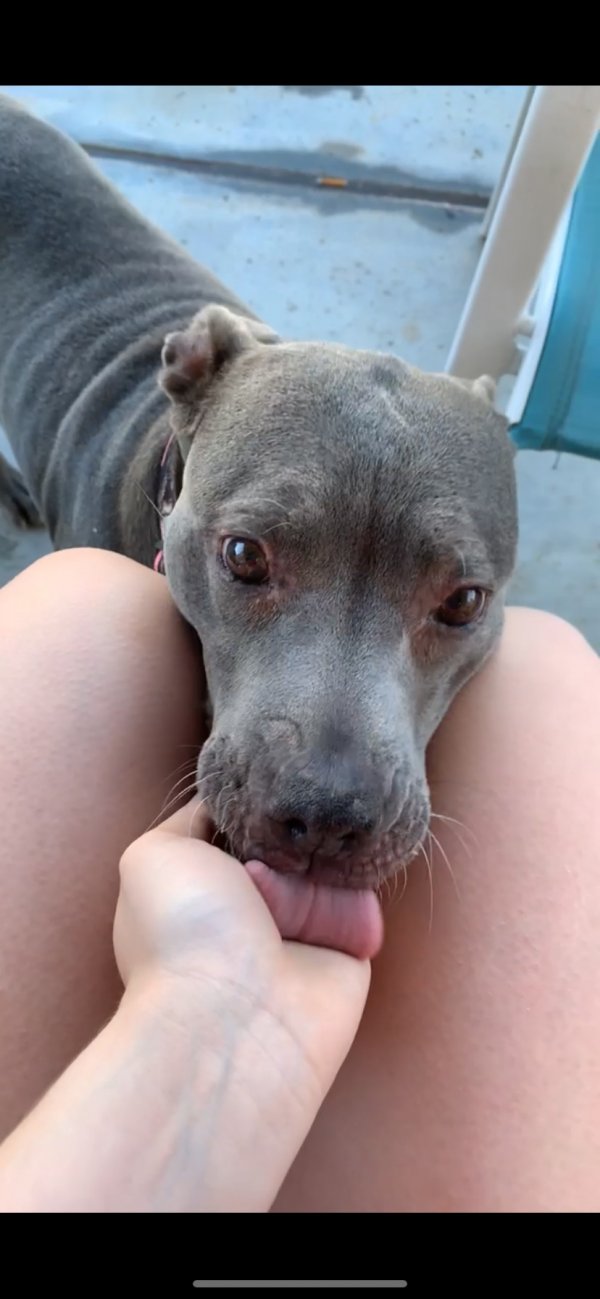 Found Pit Bull in Surprise, AZ