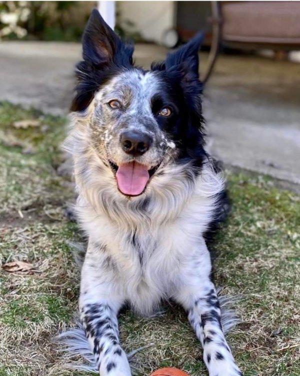 Safe Border Collie in Windsor, VT