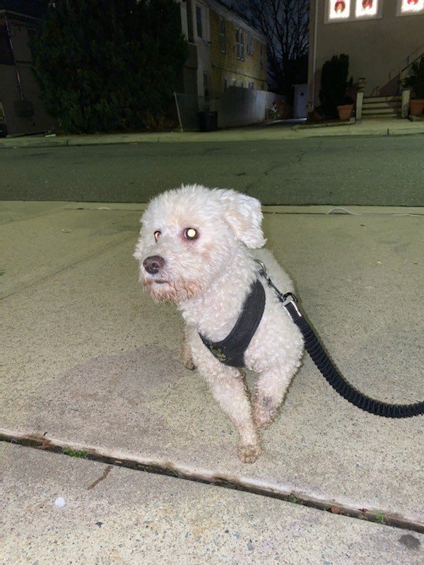 Safe Poodle in Arverne, NY
