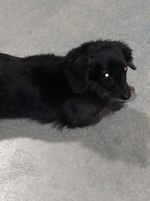 Safe Mutt in Victorville, CA