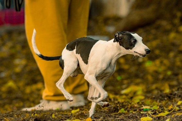 Safe Italian Greyhound in Philadelphia, PA