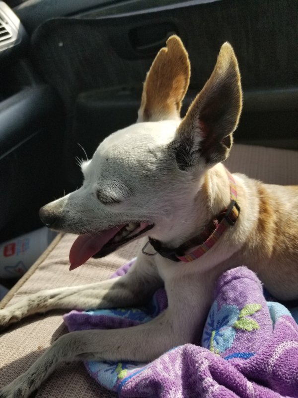 Safe Chihuahua in Waller, TX