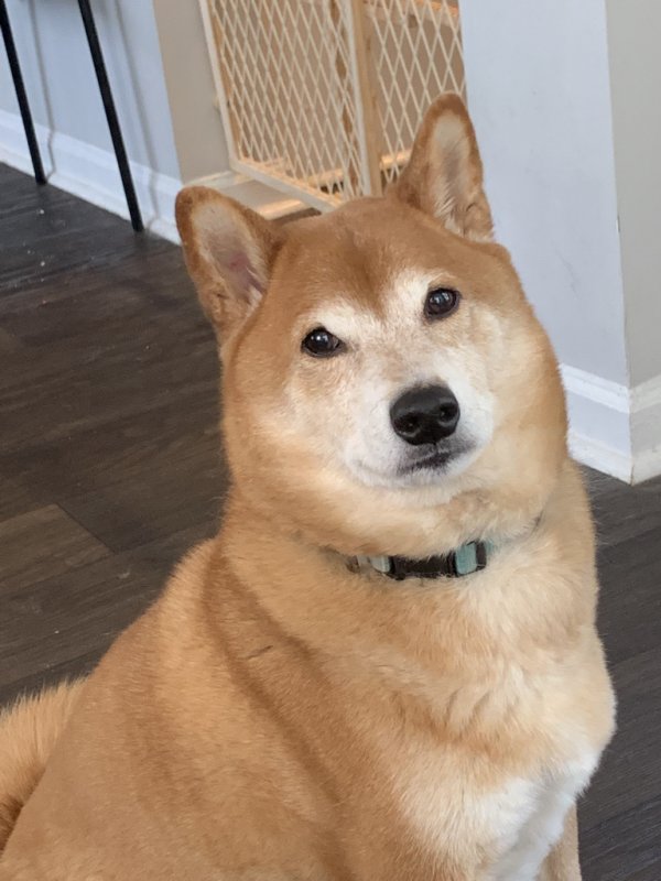 Safe Shiba Inu in Villa Rica, GA