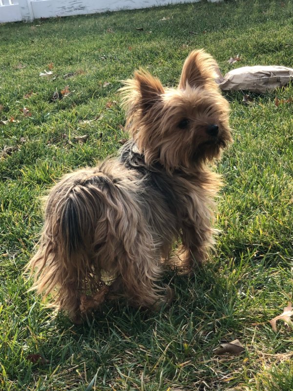 Safe Yorkshire Terrier in Elmont, NY