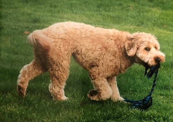 Safe Golden Retriever in Easton, CT