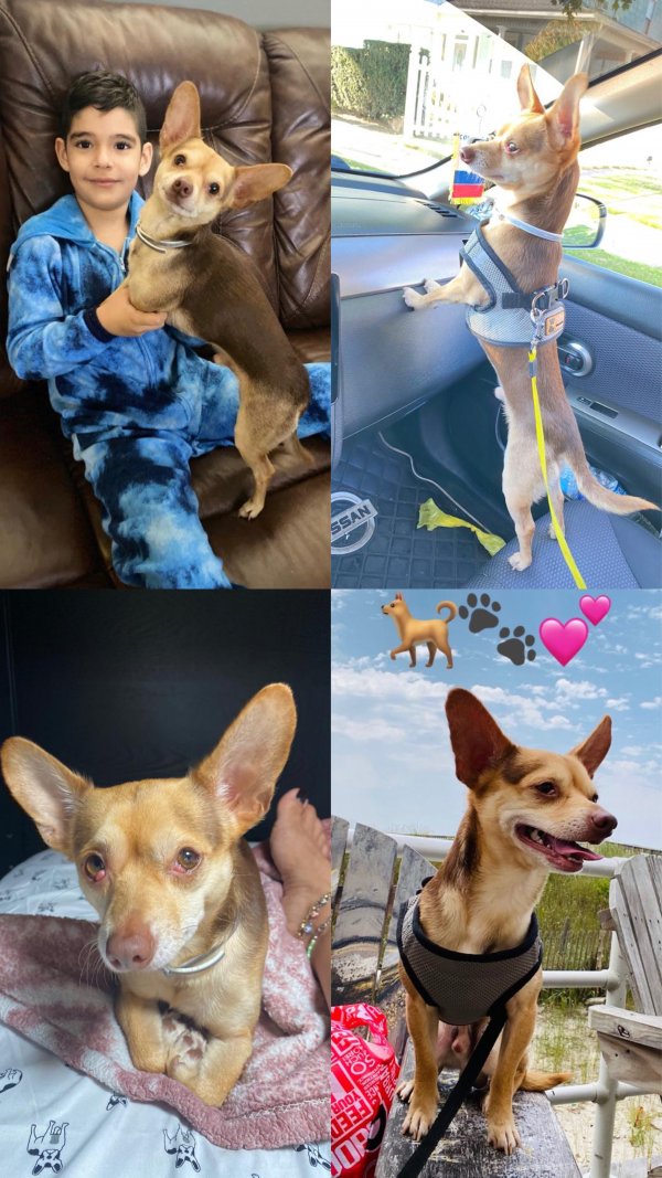 Safe Chihuahua in Stratford, CT