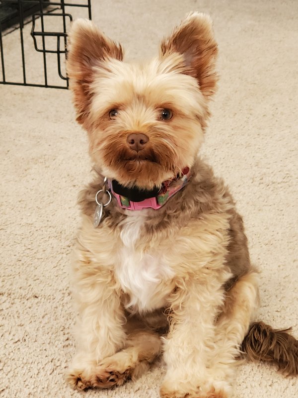 Safe Yorkshire Terrier in Brookfield, CT