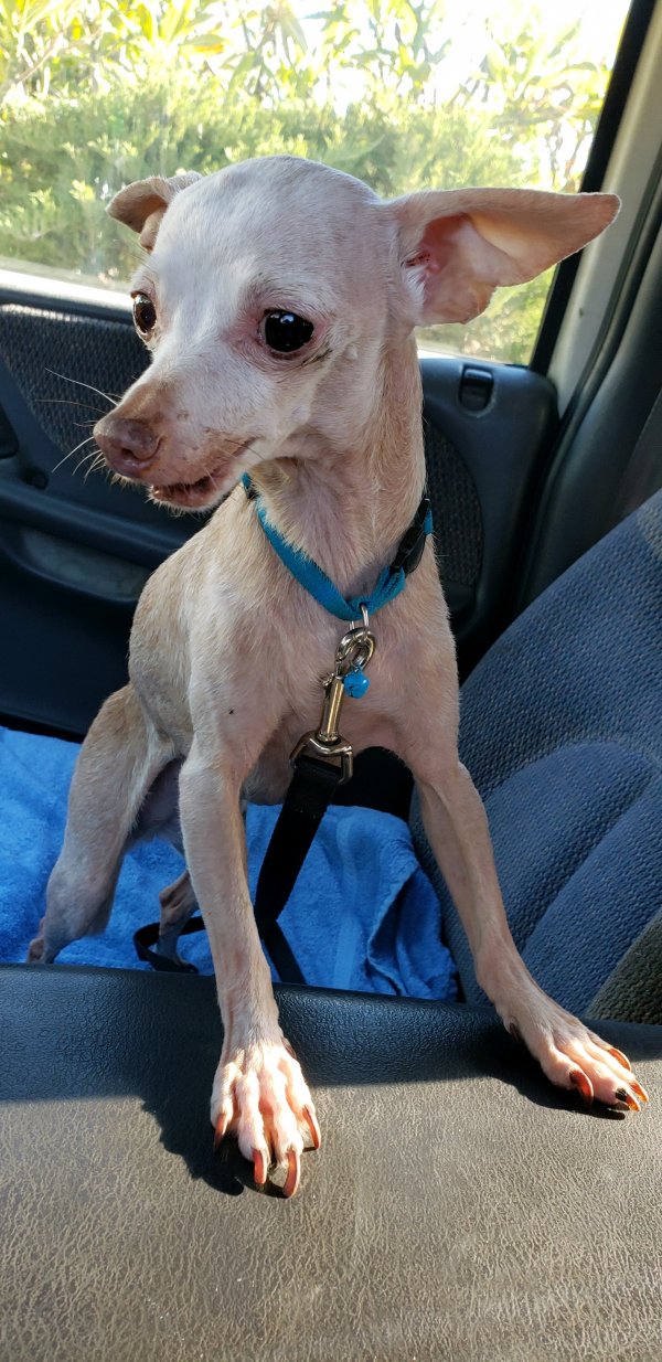 Found Chihuahua in Rosemead, CA US
