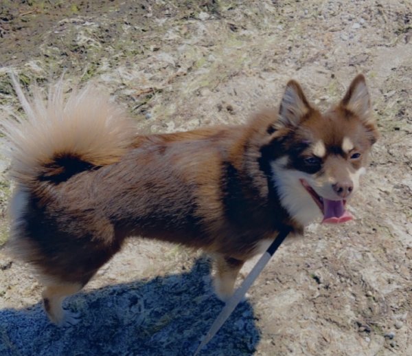 Safe Siberian Husky in Bay Shore, NY