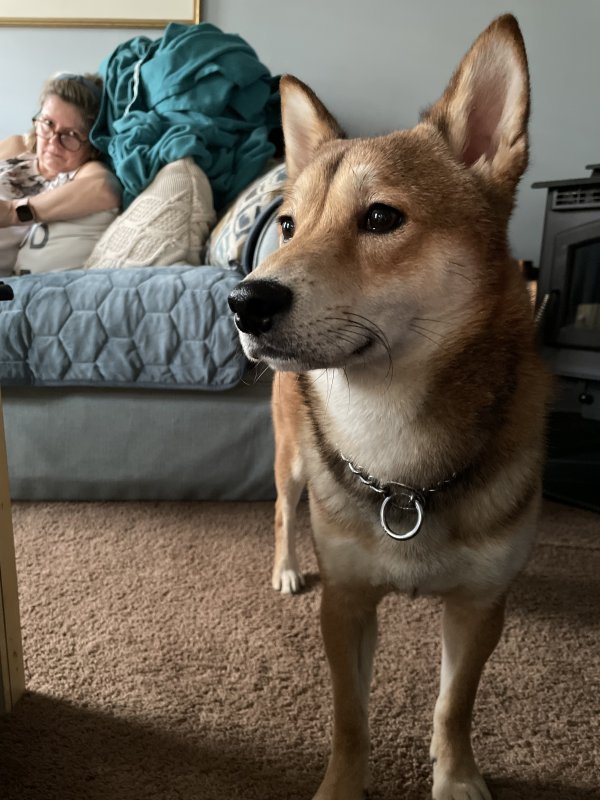 Safe Shiba Inu in Bronx, NY