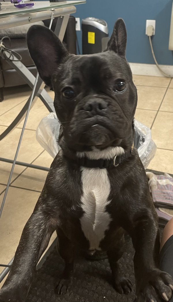 Safe French Bulldog in Tarpon Springs, FL