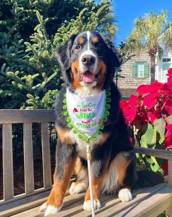 Safe Bernese Mountain Dog in Orange, CT