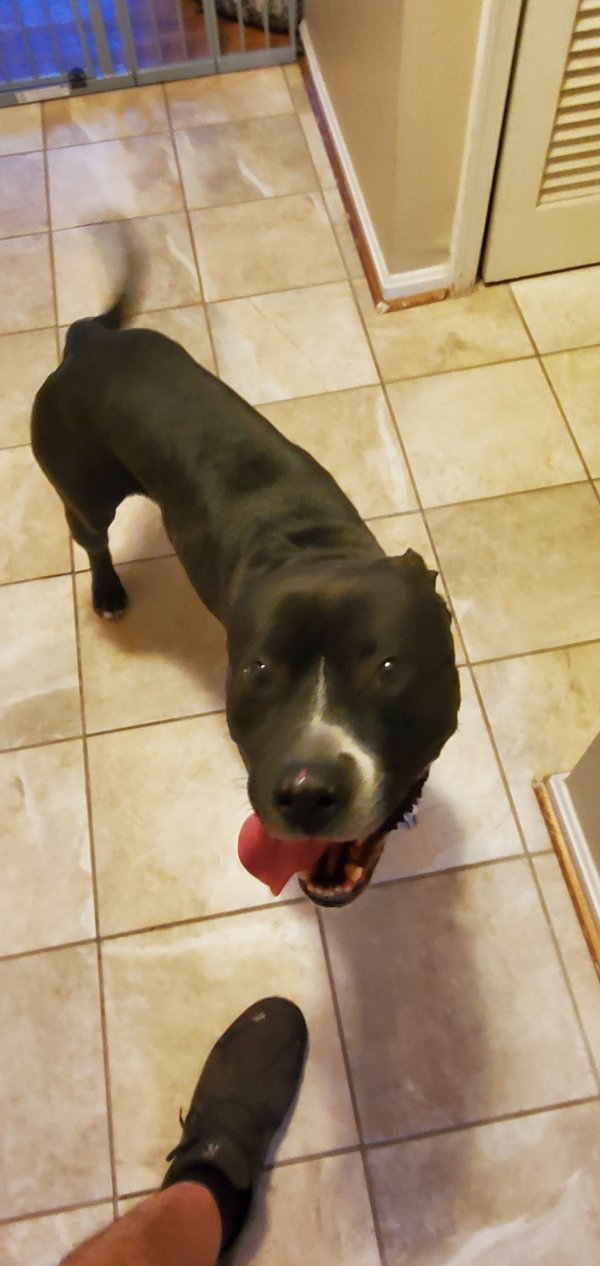 Found Bull Terrier in Woodbridge, VA