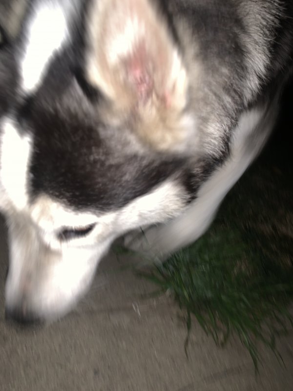 Safe Siberian Husky in Harbor City, CA
