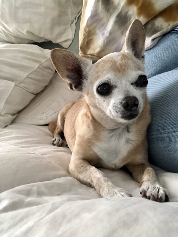 Safe Chihuahua in Santa Ana, CA