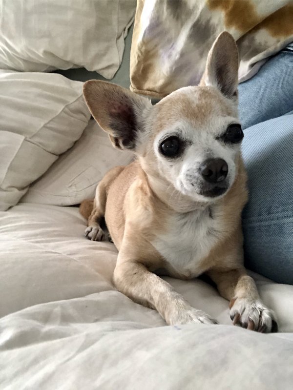 Lost Chihuahua in Santa Ana, CA