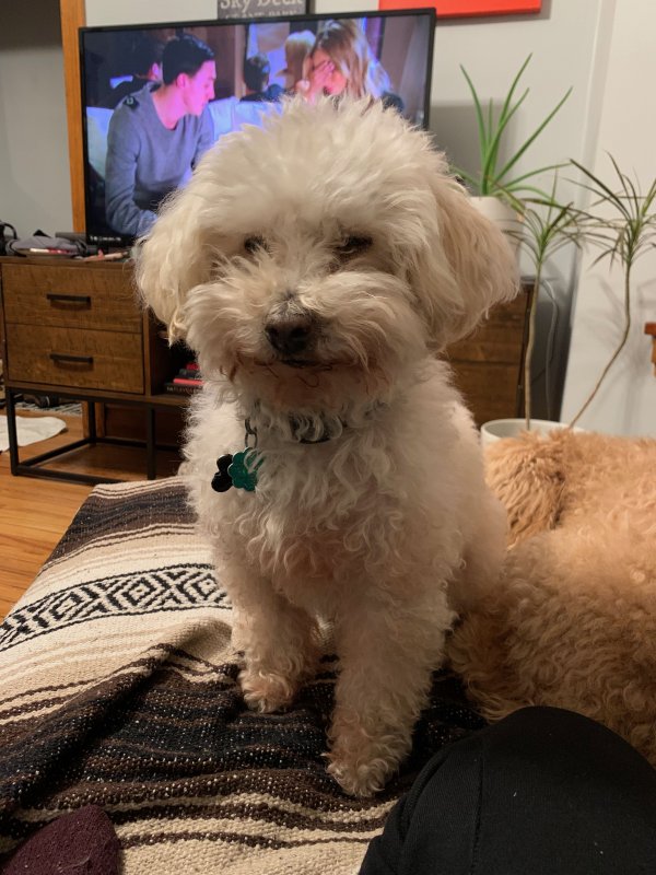 Safe Poodle in Chicago, IL