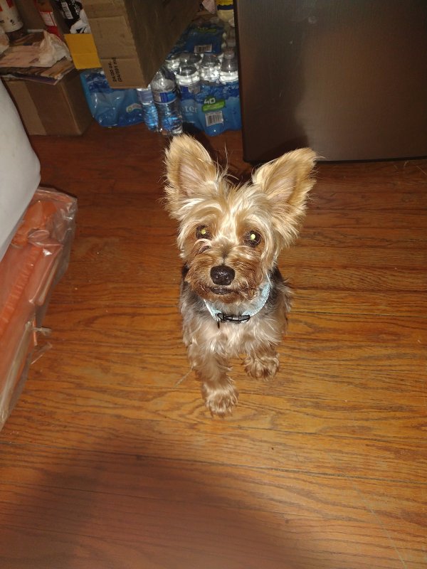 Found Yorkshire Terrier in Temple Hills, MD