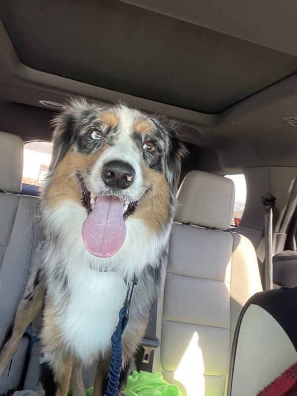 Safe Australian Shepherd in Shirley, NY