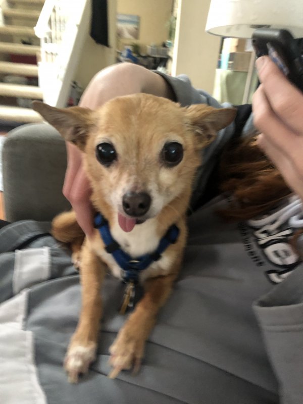 Lost Chihuahua in Lake Forest, CA