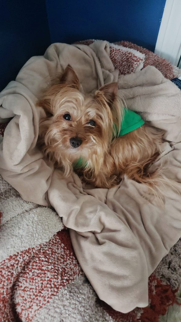 Safe Yorkshire Terrier in Hyattsville, MD