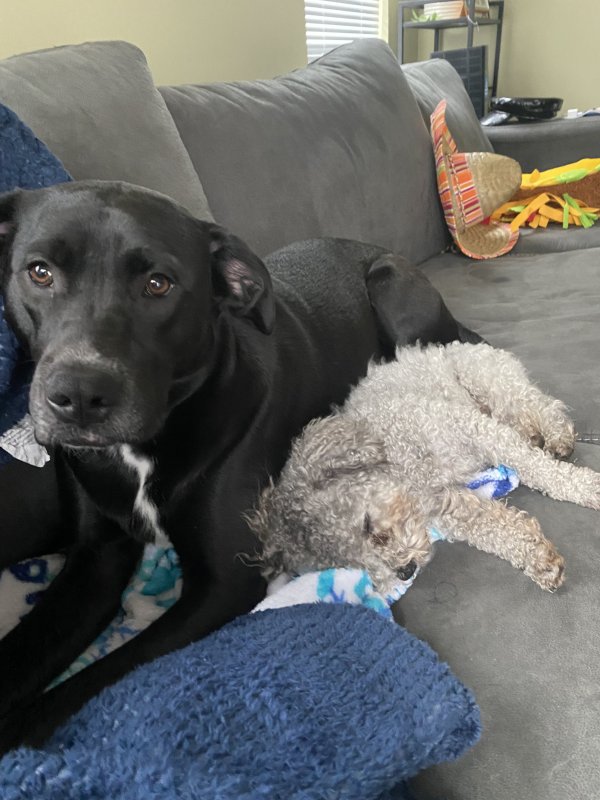 Safe Poodle in Raleigh, NC