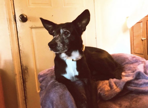 Safe Jack Russell Terrier in Milford, NJ