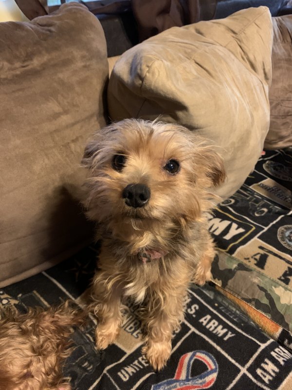 Safe Yorkshire Terrier in Alexander, AR