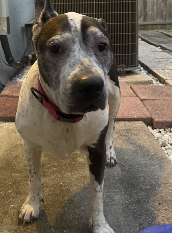 Safe Pit Bull in Boynton Beach, FL