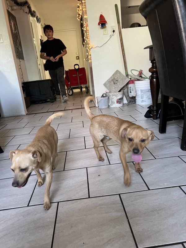 Safe Chihuahua in San Bernardino, CA