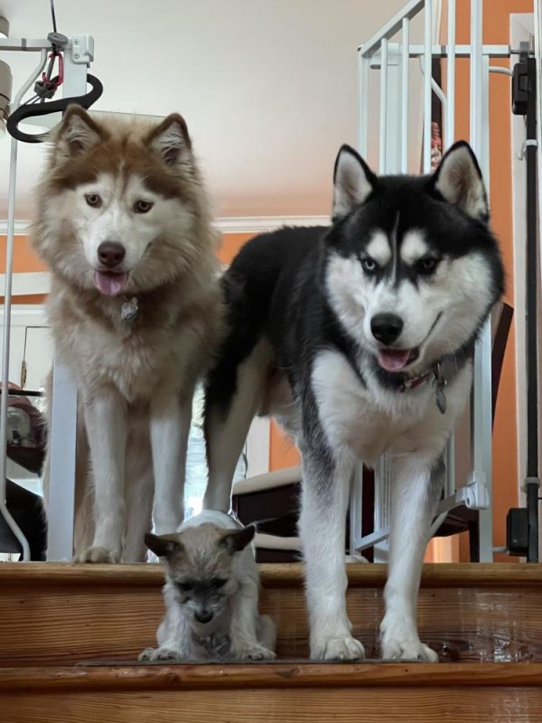 Safe Siberian Husky in Clinton, MD