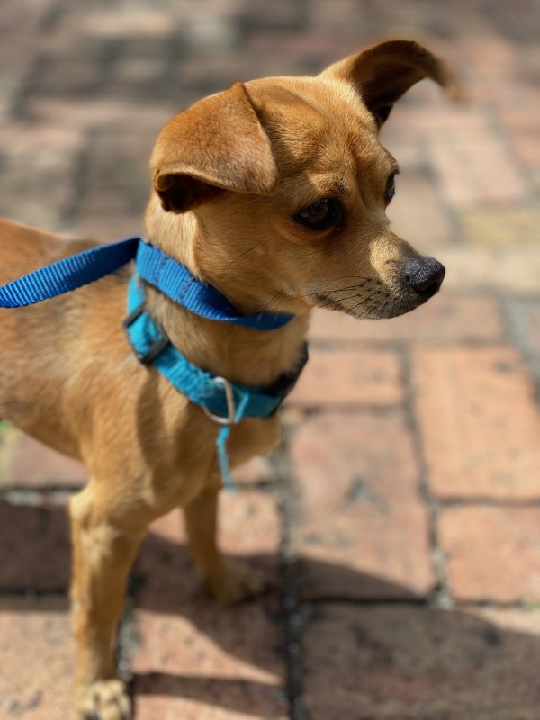 Found Chihuahua in Fort Lauderdale, FL