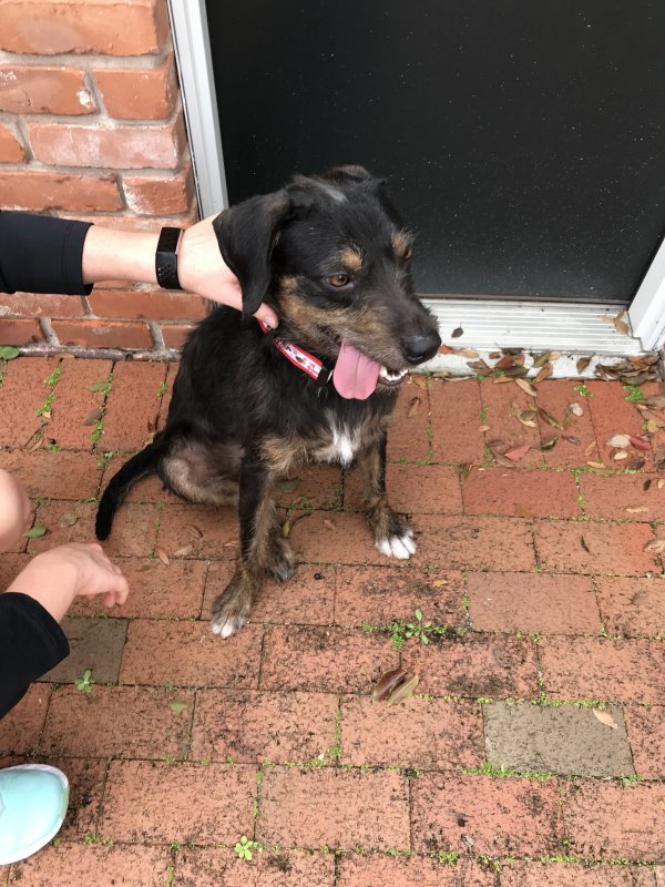 Safe Mutt in Orlando, FL