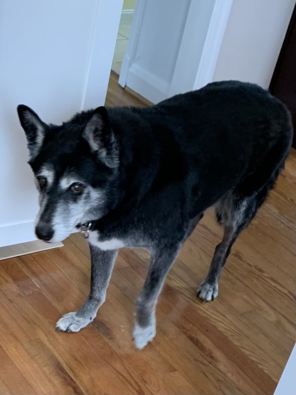 Found Siberian Husky in Lutherville Timonium, MD
