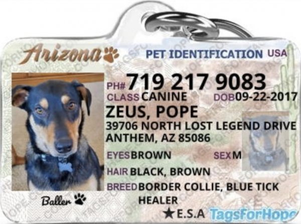 Safe Mutt in Phoenix, AZ