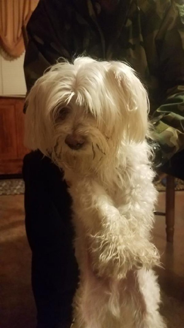 Found Yorkshire Terrier in Bellmore, NY