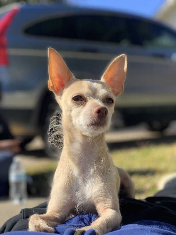 Lost Chihuahua 