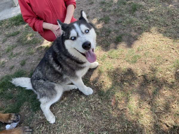 Safe Siberian Husky in San Bernardino, CA