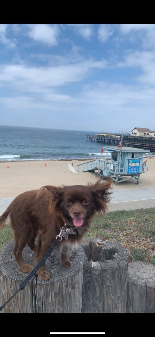 Safe Chihuahua in Los Angeles, CA