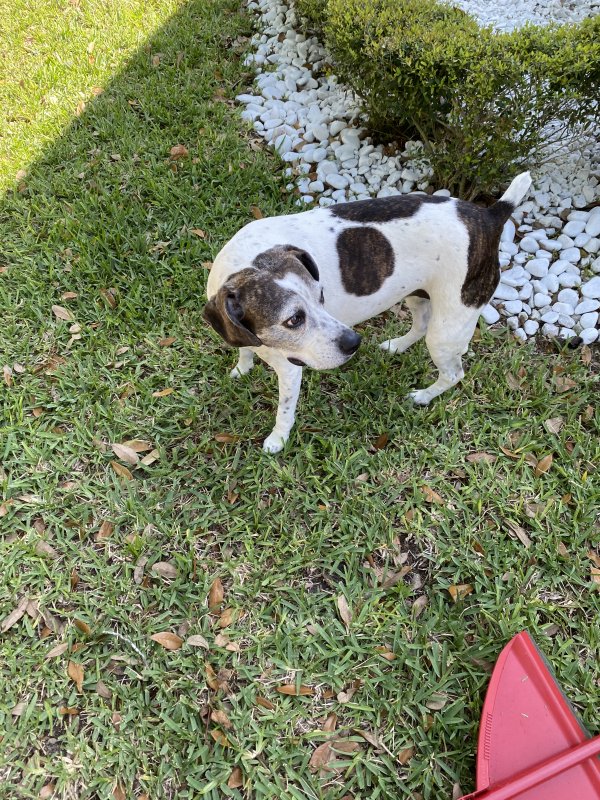 Safe Mutt in Orlando, FL