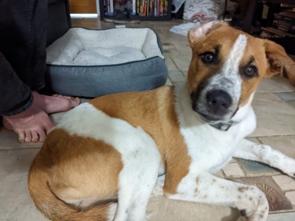 Safe Dog in Saint Petersburg, FL
