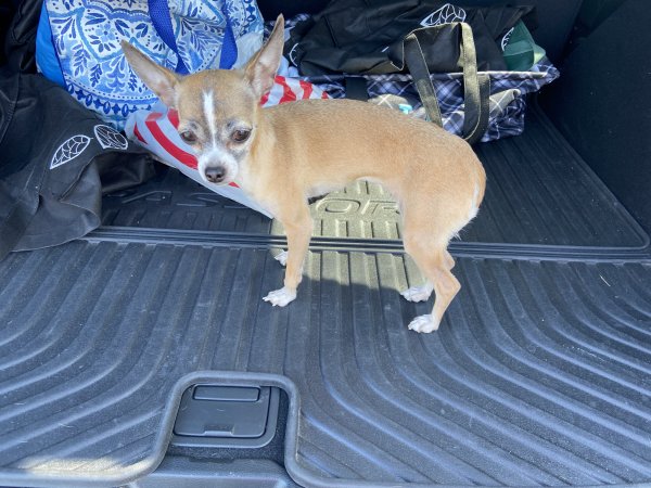Safe Chihuahua in Reseda, CA