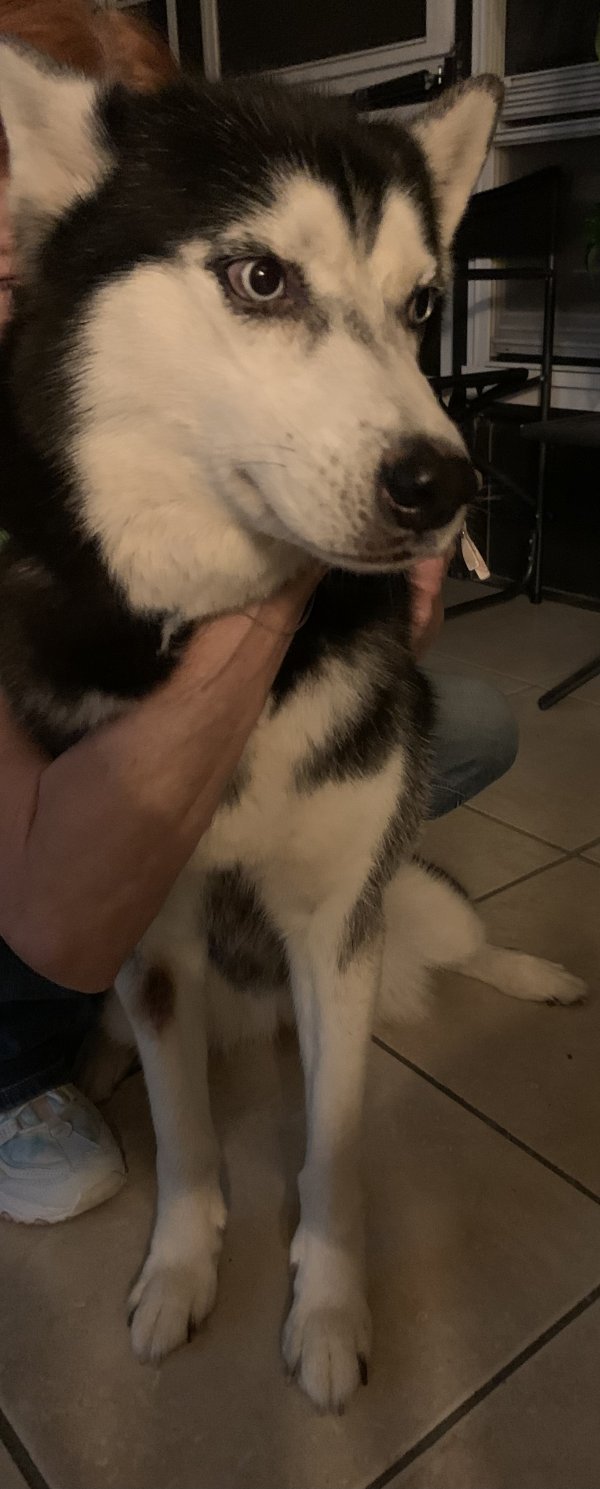 Safe Siberian Husky in Sebring, FL