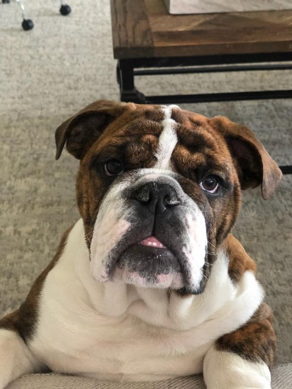 Safe English Bulldog in Queen Creek, AZ