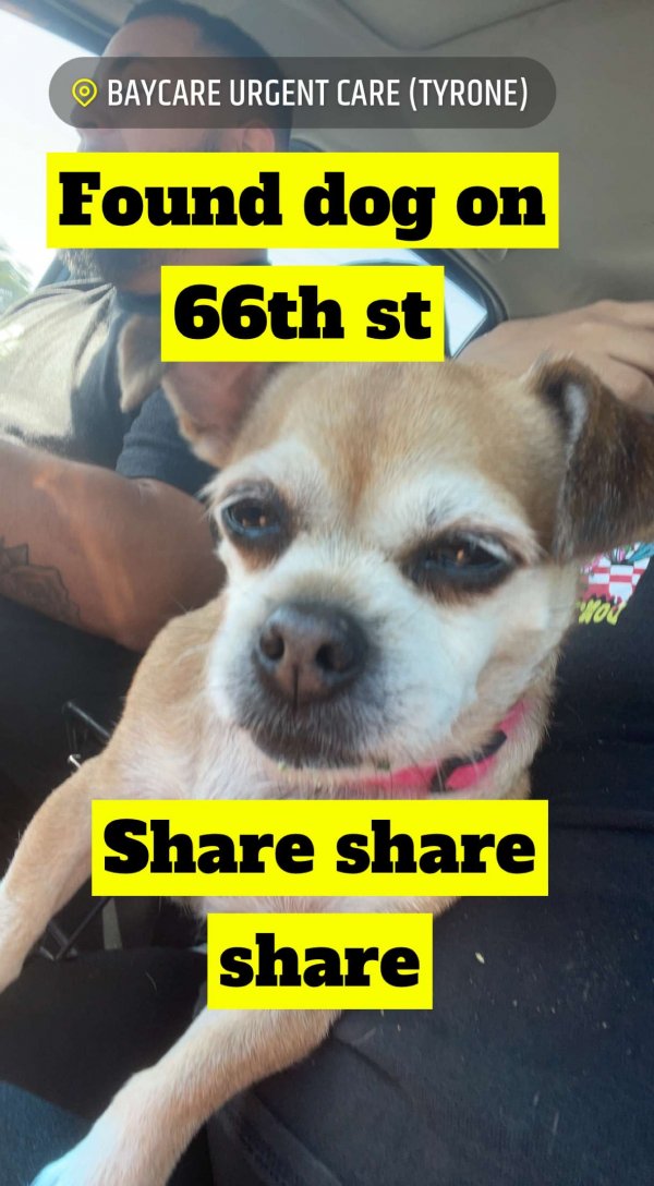 Safe Chihuahua in Saint Petersburg, FL