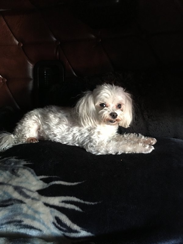 Safe Maltese in Phoenix, AZ