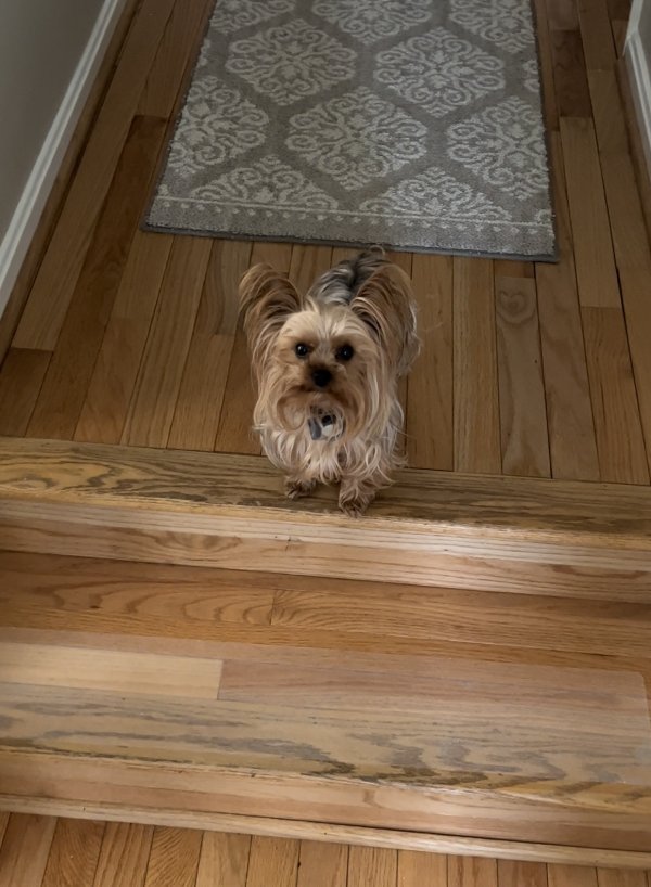 Safe Yorkshire Terrier in Gambrills, MD