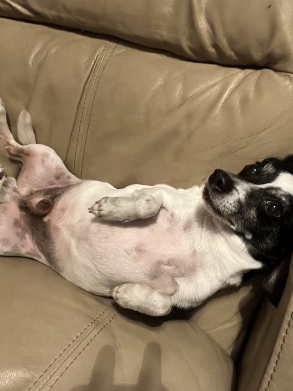 Safe Jack Russell Terrier in Harvey, LA