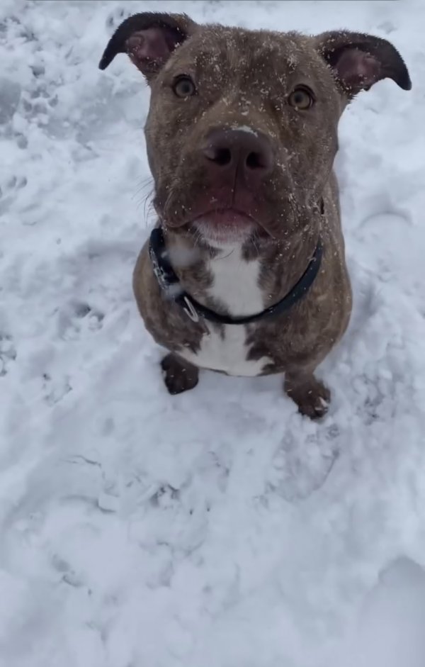 Safe Pit Bull in Hyattsville, MD